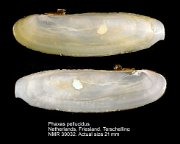Phaxas pellucidus